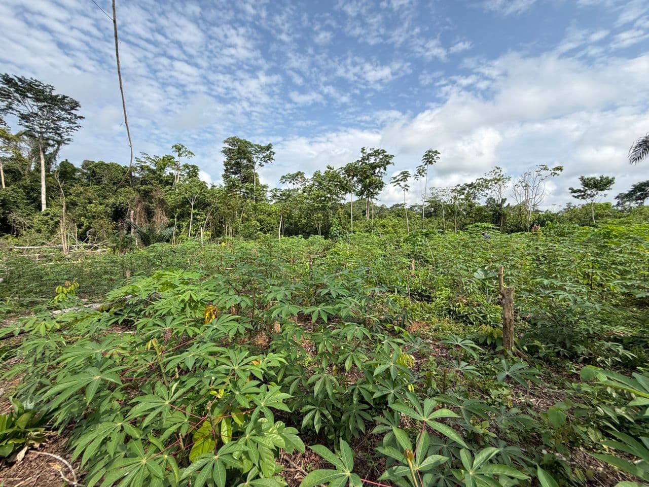 Couverture Eden Shama