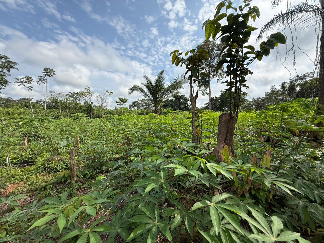 Plantation de manioc bio au Gabon